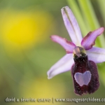 Ophrys drumana