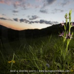 Ophrys drumana