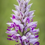 Orchis militaris