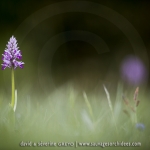 Orchis militaris