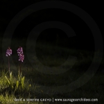 Orchis purpurea