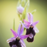 Ophrys drumana