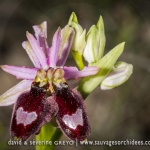 Ophrys drumana