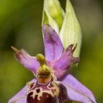 Ophrys fuciflora