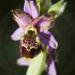 Ophrys fuciflora