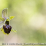 Ophrys araneola