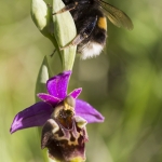 Ophrys fuciflora