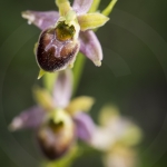 Ophrys araneola