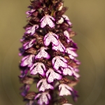 Orchis purpurea