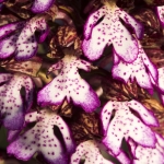 Orchis purpurea