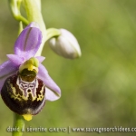 Ophrys fuciflora