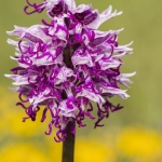 Orchis simia