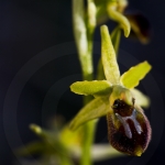 Ophrys araneola