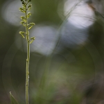 Listera ovata