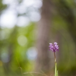 Orchis simia