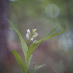 Cephalanthera longifolia