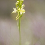 Platanthera bifolia