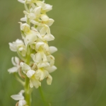 Orchis pallens