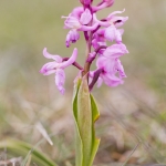 Orchis mascula