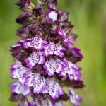 Orchis purpurea