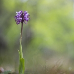 Orchis simia