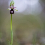 Ophrys drumana