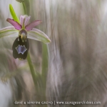 Ophrys drumana