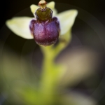 Ophrys bombyliflora