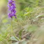 Orchis mascula