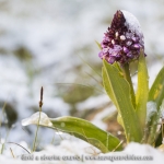 Orchis purpurea