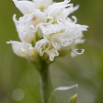 Orchis simia