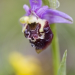 Ophrys fuciflora subsp demangei