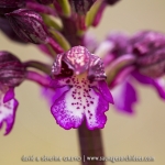 Orchis purpurea