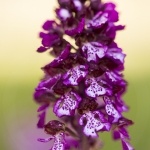 Orchis purpurea