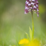 Orchis purpurea