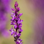 Dactylorhiza elata