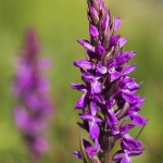 Dactylorhiza elata