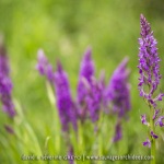 Dactylorhiza elata