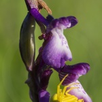 Misumena vatia et Anacamptis morio