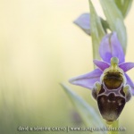 Ophrys scolopax