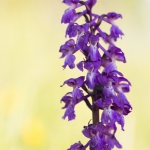 Orchis mascula