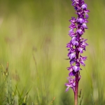 Orchis mascula