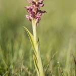 Anacamptis coriophora