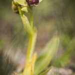 Ophrys bombyliflora