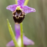 Ophrys pseudosocolopax