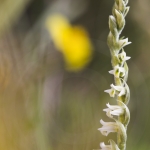 Spiranthes spiralis