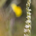 Spiranthes spiralis