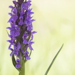 Dactylorhiza incarnata