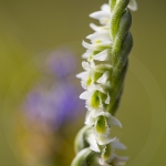 Spiranthes spiralis