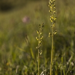 Listera ovata